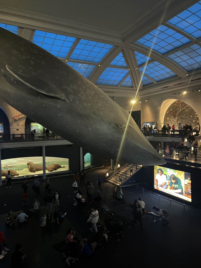 ［紐約旅行］紐約自然歷史科學博物館American Museum of Natural History🦴晚上會活起來的博物館
