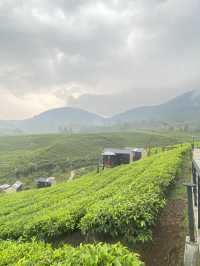 HealingStaycation: Bobocabin Pangalengan
