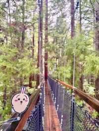 【新西蘭北島】紅木森林公園 RedWoods：大型天然氧吧