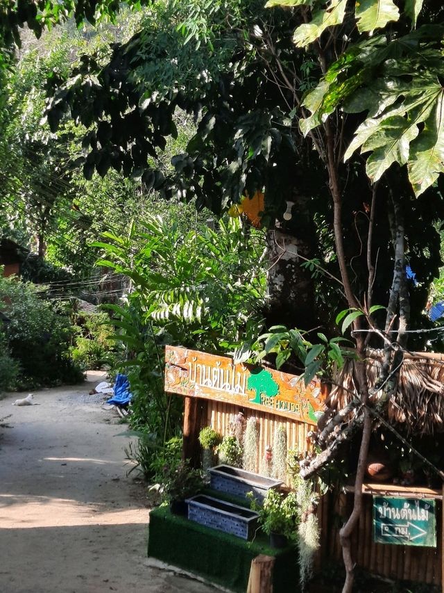 🌳 "บ้านต้นไม้" ที่พักและคาเฟ่สุดชิลล์ในเชียงดาว