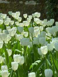 สวนทิวลิป Miracle of Natural จ.ระยอง 🌷🌷🌷