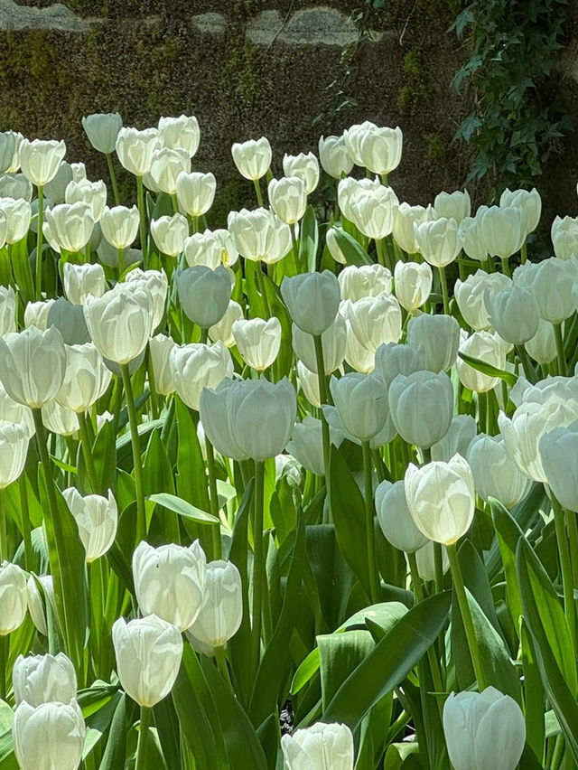 สวนทิวลิป Miracle of Natural จ.ระยอง 🌷🌷🌷
