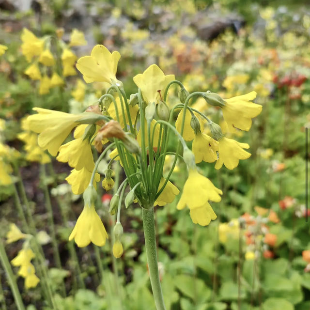 Arctic–Alpine Botanic Garden