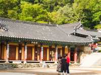 🌿숲 속 자연의 숨결을 느낄 수 있는 계룡산 ‘갑사’ 