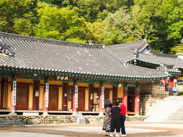 🌿숲 속 자연의 숨결을 느낄 수 있는 계룡산 ‘갑사’ 