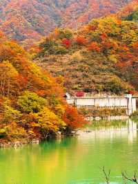 🍁단풍으로 짙게 물든 쿠로베 협곡과 에메랄드 빛 강을 볼 수 있는 가을 ‘쿠로베 협곡 토롯코 열차’