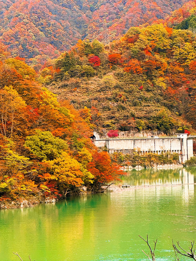 🍁단풍으로 짙게 물든 쿠로베 협곡과 에메랄드 빛 강을 볼 수 있는 가을 ‘쿠로베 협곡 토롯코 열차’