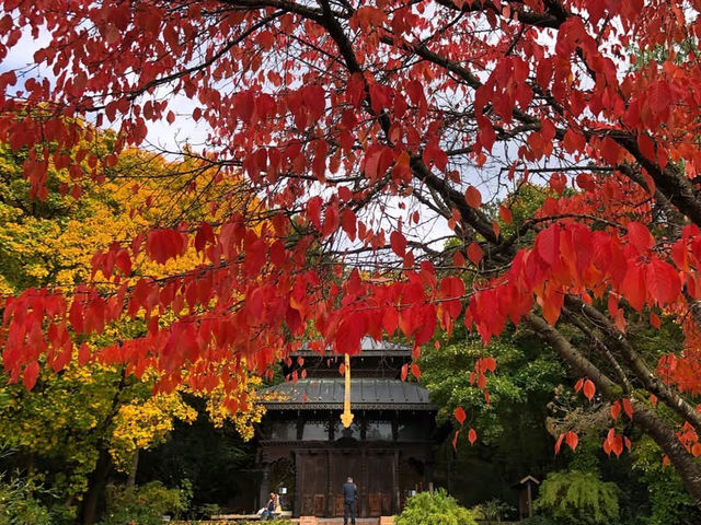 🍁🍂楓葉灑落城市秘景好療癒  🍁🍂