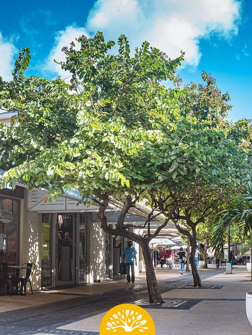 Cascavelle Shopping Mall - Shopping in Flic en Flac