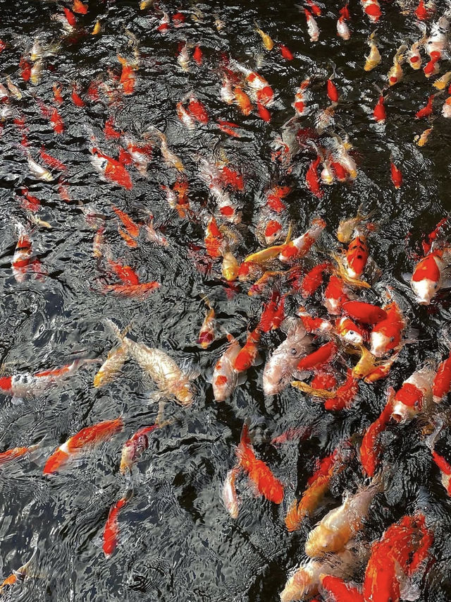 🍁 Autumn in Yufuin — Strolling Around Lake Kinrin