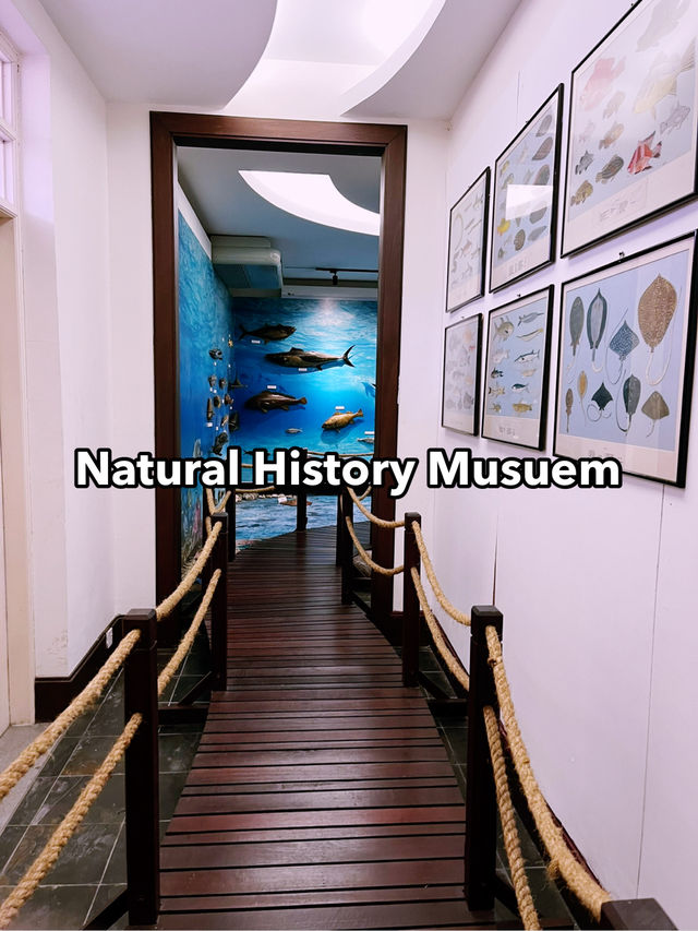 Must-Visit Marvel: The Natural History Museum Kucching