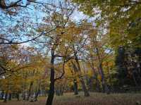 圓山公園秋日散步 北海道神宮