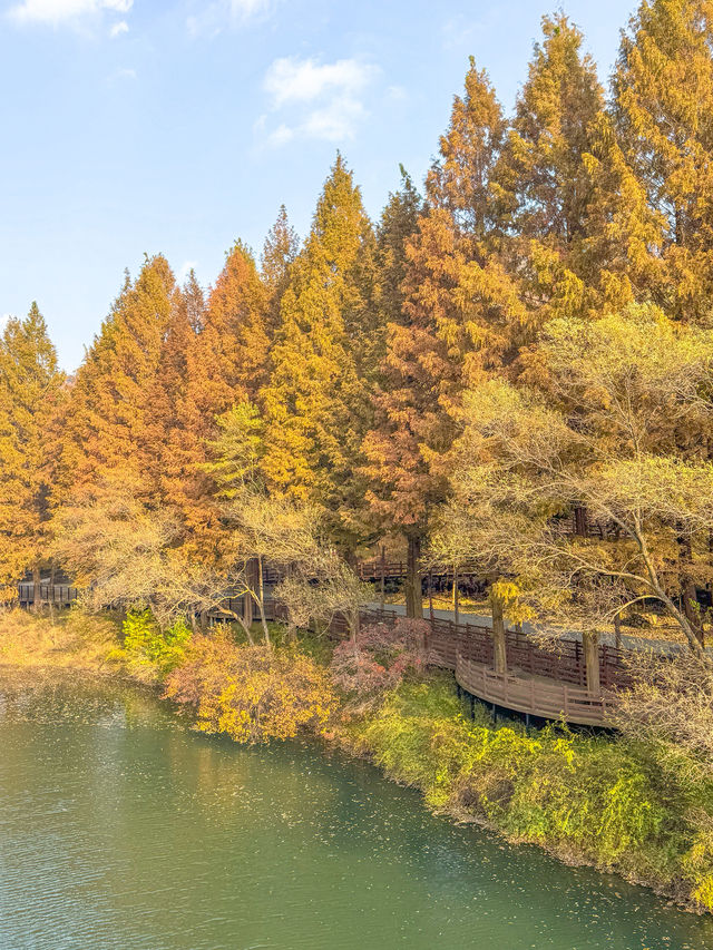 충청도 가을여행지 청주 미동산수목원 실시간✨ 충청도 가을여행지 청주 미동산수목원 실시간✨