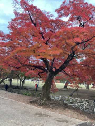 บรรยากาศใบไม้เปลี่ยนสีที่นารา เกียวโต และโอซาก้า