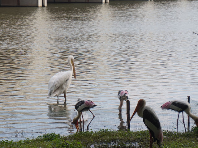 Family-Friendly Birding at Wetland Putrajaya: A Fun Outdoor Activity for Kids