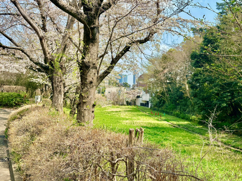 駒場野公園】田んぼと桜が広がる自然空間 | Trip.com 東京