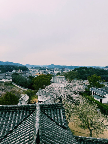 桜がお城を包み込む瞬間、まるで絵画のような姫路城の春。 | Trip.com 姫路