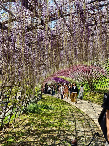 チュルチュルランド Purple Fairyland | Trip.com Kitakyushu City