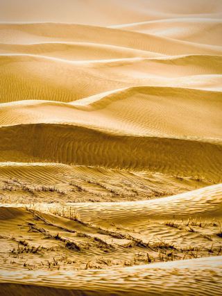  Inner Mongolia’s Ejin Banner Populus Euphratica Forest Zone 1 to 8 Bridges Golden Hour Walk
