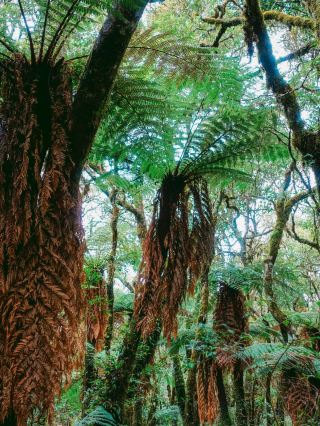 Feel the power of nature! Amboro National Park