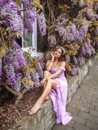 Where to see the wisteria around London