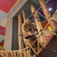 英國人氣貓Cafe~ Kitty Cafe
