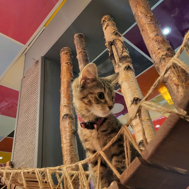 英國人氣貓Cafe~ Kitty Cafe