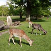 🇬🇧曼城周邊鹿園 Dunham Massey