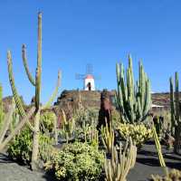 Jardin de Cactus 🇮🇨