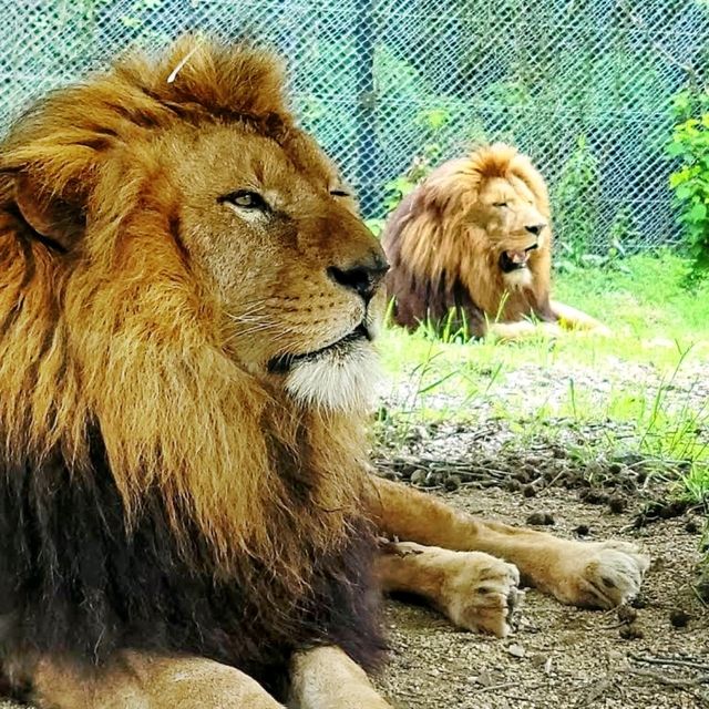 🐘姬路中央公園🦉開車穿越野生動物園區🐯