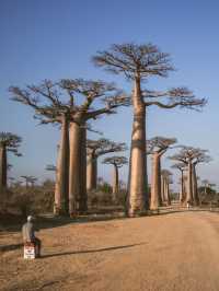 Avenue of the Baobabs