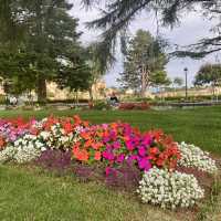 Vibrant Flowers and Clear Skies