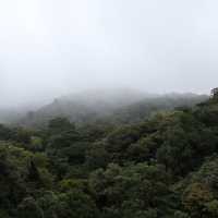 A forest in the clouds 