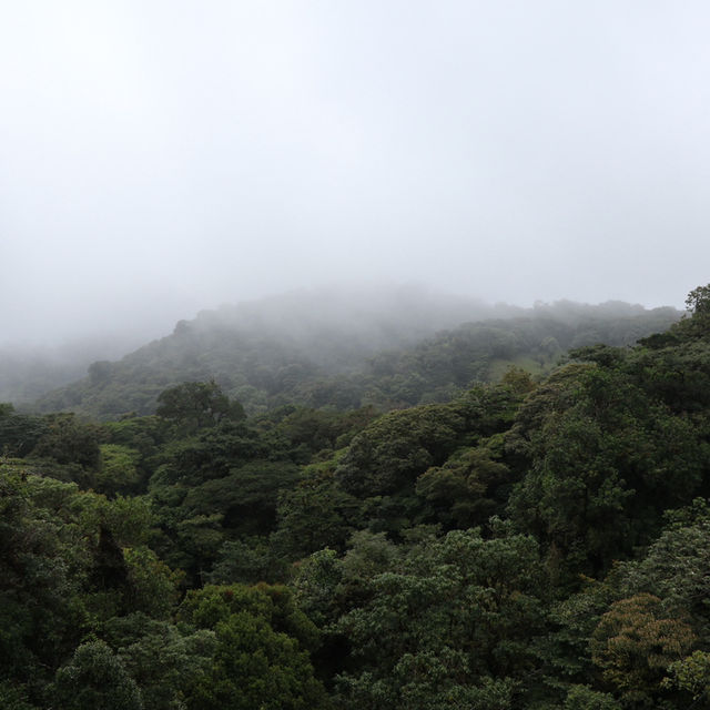 A forest in the clouds 