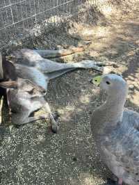 Picture perfect spots in Featherdale Sydney Wildlife Park