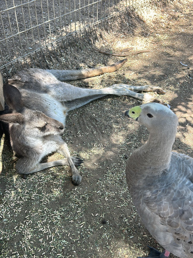 Picture perfect spots in Featherdale Sydney Wildlife Park