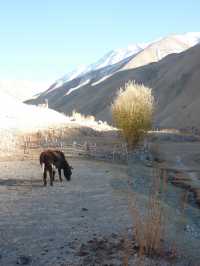 Rumbak Village: A Peaceful Escape in the Mountains Near Leh