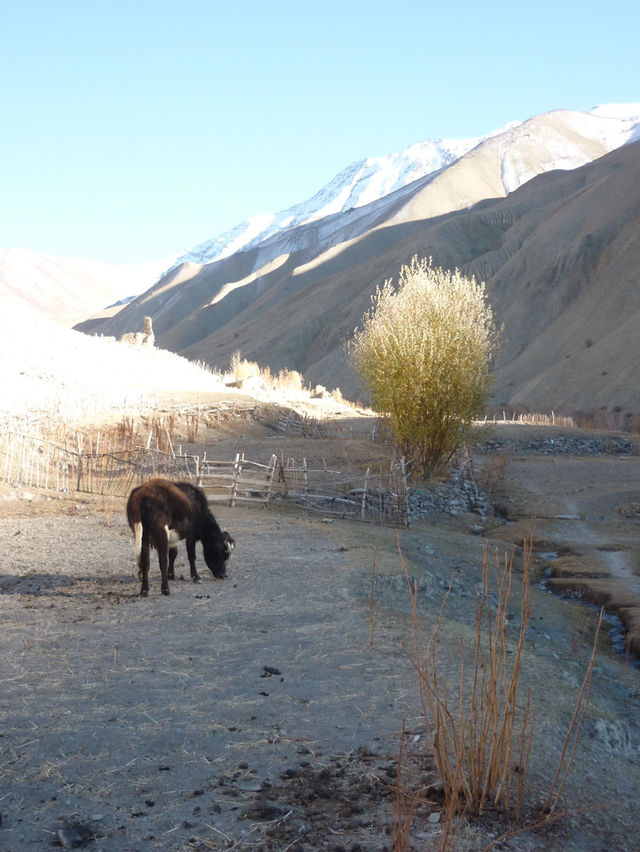 Rumbak Village: A Peaceful Escape in the Mountains Near Leh