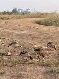 Nairobi National Park – Wildlife on the City’s Edge 🦏