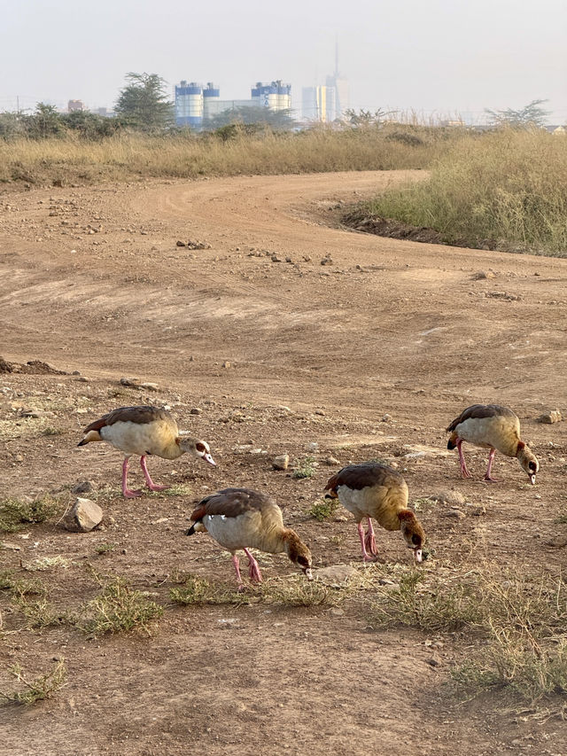 Nairobi National Park – Wildlife on the City’s Edge 🦏