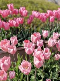 Tulip Heaven at Nabana no Sato in Spring