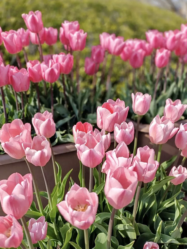 Tulip Heaven at Nabana no Sato in Spring
