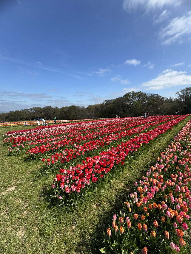 Tulleys Tulip Fest - England 