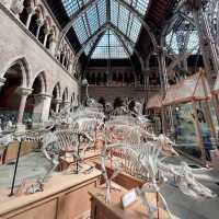 🦕🏛️ Explore Oxford’s Free Natural History Museum! 🇬🇧✨