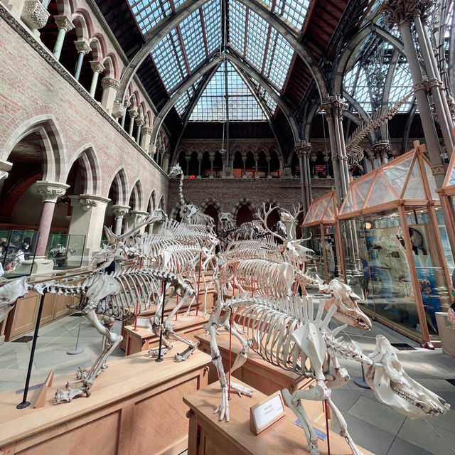 🦕🏛️ Explore Oxford’s Free Natural History Museum! 🇬🇧✨