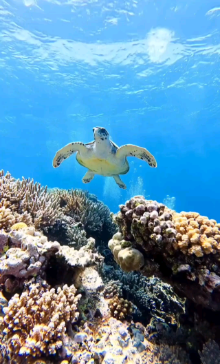 Hurghada: A Scuba Diver’s Red Sea Paradise