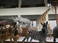 Tadas Ivanauskas Zoological Museum