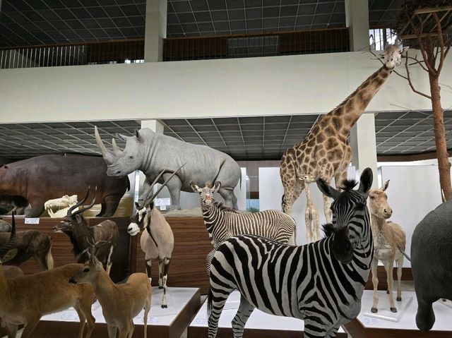 Tadas Ivanauskas Zoological Museum