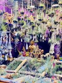 Colmar Dreamscape🌸