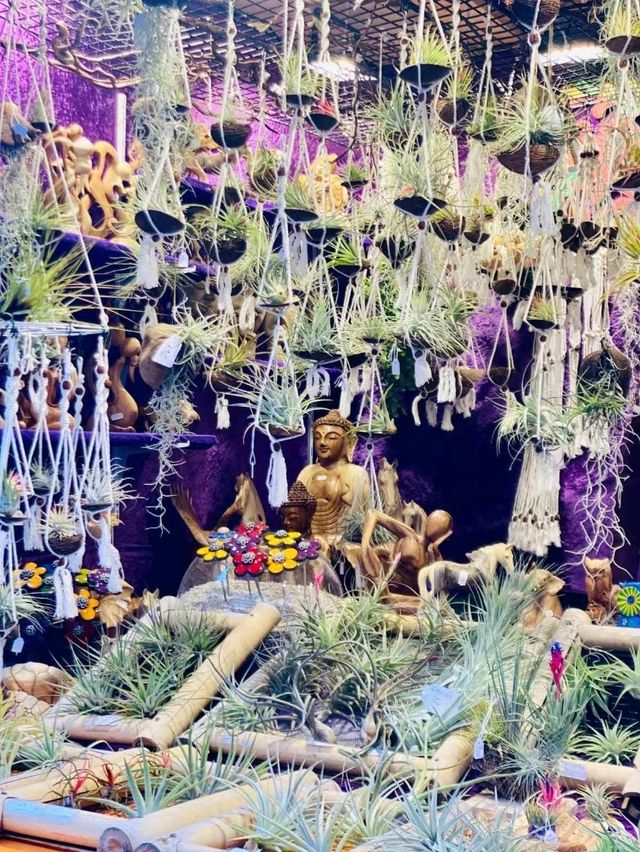 Colmar Dreamscape🌸 Colmar Dreamscape🌸